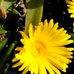 Glottiphyllum longum flower picture by Maarten Vanhove (cc-by-sa)