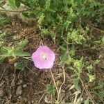 Malva punctata leaf picture by Giugnola (cc-by-sa)