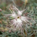 Dianthus crinitus flower picture by Eleftherios (cc-by-sa)