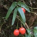 Luzuriaga radicans fruit picture by Daniel Barthelemy (cc-by-nc)