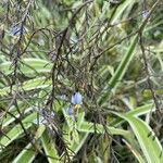 Dianella ensifolia flower picture by celine horellou (cc-by-sa)