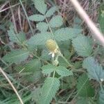 Rubus fraxinifolius fruit picture by Geoffrey Lebreton (cc-by-sa)