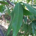 Saraca indica leaf picture by Andreas Vogelsinger (cc-by-sa)