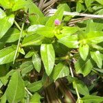 Cuphea carthagenensis habit picture by Nelson Zamora Villalobos (cc-by-nc)