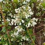 Gaultheria mucronata flower picture by Claudine Feinte (cc-by-sa)