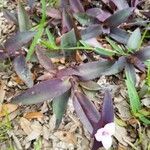 Tradescantia pallida habit picture by Alex Arriaza (cc-by-sa)