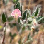 Acmispon americanus flower picture by arlas (cc-by-sa)