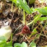 Asarum caudatum flower picture by Nate Cardozo (cc-by-sa)