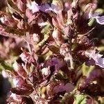 Teucrium chamaedrys flower picture by Stéphane Mars (cc-by-sa)