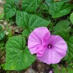 Ipomoea asarifolia leaf picture by Marc Ondo (cc-by-sa)