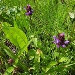 Prunella vulgaris habit picture by ELEJALDE Iñaki (cc-by-sa)