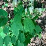 Thalictrum fendleri leaf picture by heyrenee (cc-by-sa)