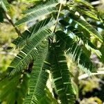 Calliandra foliolosa leaf picture by Trap Hers (cc-by-sa)