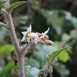 Solanum agnewiorum flower picture by Maarten Vanhove (cc-by-sa)