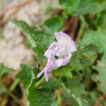 Lamium garganicum flower picture by Emanuele Santarelli (cc-by-sa)