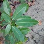 Tabebuia pallida leaf picture by MaiteO (cc-by-sa)