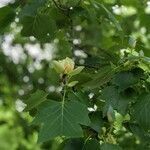 Liriodendron tulipifera flower picture by Jillian Owens (cc-by-sa)