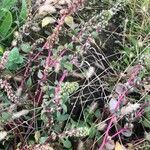 Amaranthus hybridus habit picture by Diego Alex (cc-by-sa)