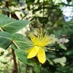 Hypericum grandifolium flower picture by Jean Burgun (cc-by-sa)