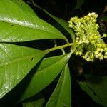 Ardisia opegrapha leaf picture by Nelson Zamora Villalobos (cc-by-nc)