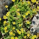 Saxifraga seguieri flower picture by S Mt (cc-by-sa)