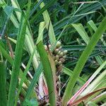 Bromelia pinguin habit picture by Hervé Goëau (cc-by-sa)