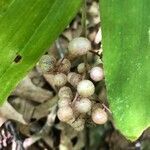 Maianthemum racemosum fruit picture by Jack Gilbert (cc-by-sa)