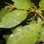 Croton schiedeanus leaf picture by Nelson Zamora Villalobos (cc-by-nc)