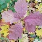 Quercus rubra leaf picture by Julie Thibodeau (cc-by-sa)