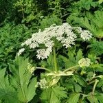 Heracleum sosnowskyi flower picture by Anton Gavrilov (cc-by-sa)