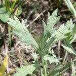 Artemisia ludoviciana leaf picture by Ashley Scholer (cc-by-sa)