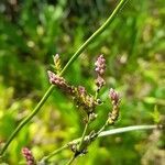 Verbena brasiliensis flower picture by Trap Hers (cc-by-sa)