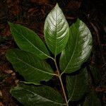 Coutarea hexandra leaf picture by Nelson Zamora Villalobos (cc-by-nc)