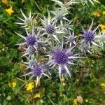 Eryngium bourgatii flower picture by hectoryleti hectoryleti (cc-by-sa)