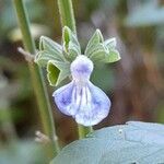 Salvia pallida flower picture by Trap Hers (cc-by-sa)