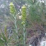 Sideritis fruticulosa leaf picture by Cavero Santiago (cc-by-sa)