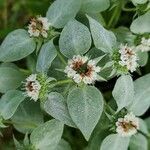 Pycnanthemum incanum flower picture by Ken Borgfeldt (cc-by-sa)