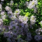 Monarda fistulosa flower picture by william william wolf (cc-by-sa)