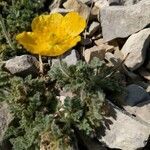 Papaver alpinum habit picture by Emmanuel Givois (cc-by-sa)