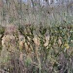 Hibiscus syriacus habit picture by Mathieu C. (cc-by-sa)