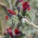 Echium angustifolium flower picture by kaktushorst (cc-by-sa)