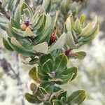 Bejaria resinosa leaf picture by Gabriel Ollivier (cc-by-sa)