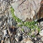 Cerastium pedunculatum habit picture by Yoan MARTIN (cc-by-sa)