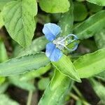 Commelina forskaolii leaf picture by Arvind Kulkarni (cc-by-sa)