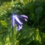 Hyacinthoides non-scripta flower picture by Tanguy Tanca (cc-by-sa)