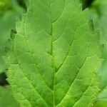 Scutellaria serrata leaf picture by Michael Goldthwaite (cc-by-sa)