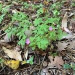 Geranium purpureum habit picture by Anthony Raoux (cc-by-sa)