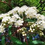 Sorbus aucuparia habit picture by KS Mariusz (cc-by-sa)