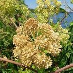 Angelica archangelica fruit picture by Cockie Streng (cc-by-sa)