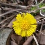 Tussilago farfara flower picture by Michel G (cc-by-sa)